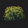 Lush Rounded Shrub With Green Leaves And Yellow Flowers For Garden Landscaping
