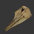 Detailed Animal Skull With Long Beak And Anatomical Features On Gray Background