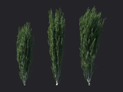 Three Green Evergreen Shrubs with Slender Upright Growth in Garden Landscaping 3d model