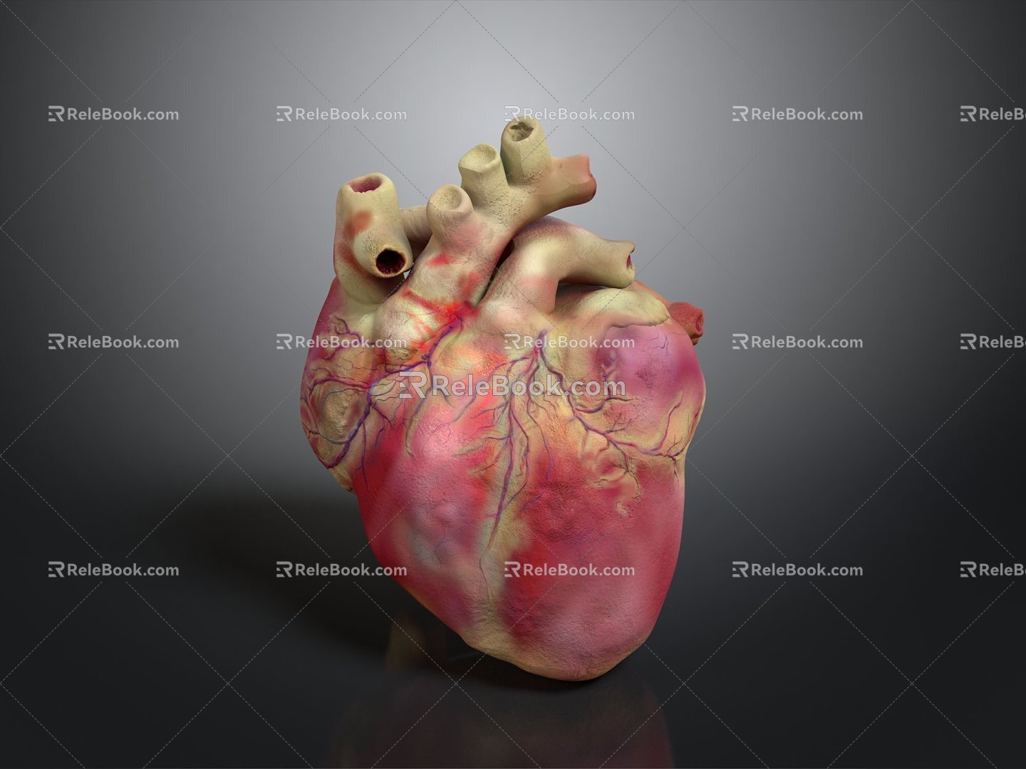 Heart Heart Human Heart Heart Anatomical Organs Human Organs Human Body 3d model