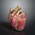 Heart Heart Human Heart Heart Anatomical Organs Human Organs Human Body 3d model