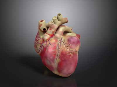 Human Heart Anatomical Model as Medical Device for Education and Training 3d model