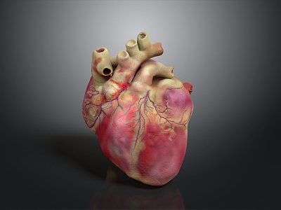 Heart Human Heart Anatomical Organs Human Organs Human Body 3d model