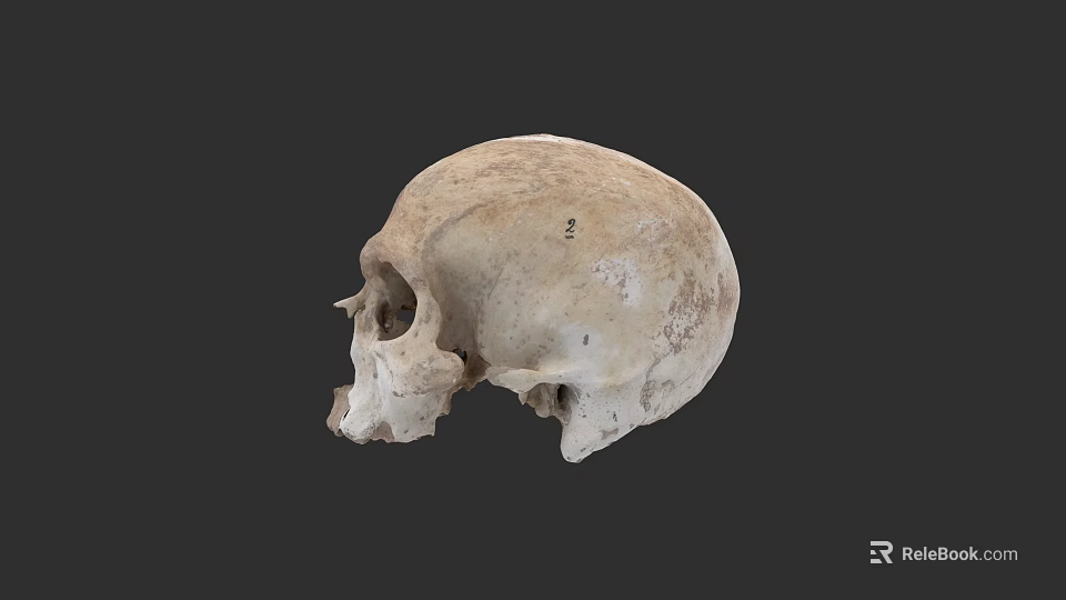Human Skull Anatomical Structure with Detailed Natural Texture Isolated on Dark Background 3d model 
