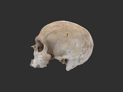 Human Skull Anatomical Structure with Detailed Natural Texture Isolated on Dark Background 3d model