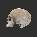 Human Skull Anatomical Structure with Detailed Natural Texture Isolated on Dark Background