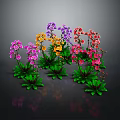 Colorful Potted Orchids With Green Leaves On Dark Background And Reflections