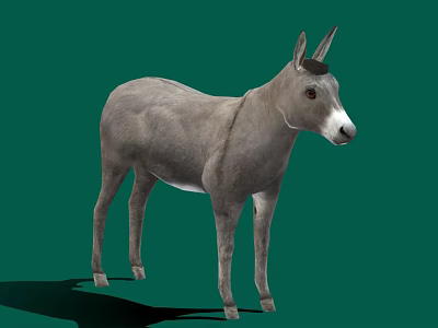 Realistic Gray Donkey Standing Isolated On Green Background With Shadow 3d model