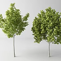Lush Green Trees With Slender Trunks And Fresh Foliage On White Backdrop 3d model