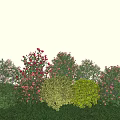 Rose Shrub Flowering Trees Common Flowering Shrub Ball 3d model