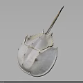 Horseshoe Crab With Pale White Hard Carapace And Long Tail Spine Structure