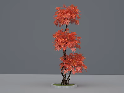 Ornamental Red Maple Tree With Vibrant Red Leaves And Multiple Branches On Circular Base 3d model