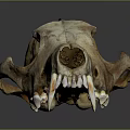 Detailed Mammal Skull With Prominent Teeth And Bone Structure On Dark Reflective Background
