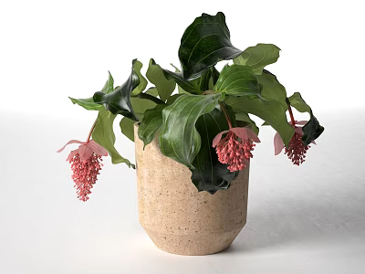 Indoor Potted Plant Featuring Large Green Leaves And Pink Spiky Flowers In Beige Textured Pot 3d model