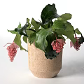 Indoor Potted Plant Featuring Large Green Leaves And Pink Spiky Flowers In Beige Textured Pot