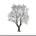 Snow Covered Deciduous Arbor With White Snow On Branches And Natural Beauty