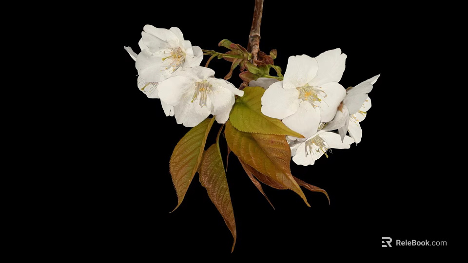 Edible White Cherry Blossoms with Green and Brown Leaves as Natural Food Ingredient 3d model 