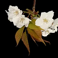Edible White Cherry Blossoms with Green and Brown Leaves as Natural Food Ingredient