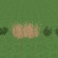 Dry Crops Standing In Green Grass Field With Shrubs Under Blue Sky