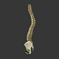 Detailed Human Spine And Pelvis Skeletal Organ Model Anatomical Structure
