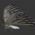 Elegant White Butterfly With Delicate Patterns On Wings Displaying Open Against Dark Background