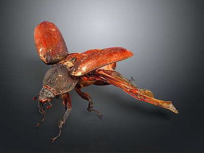Close Up View Of Red Winged Beetle With Black Body On Dark Background 3d model