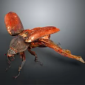 Close Up View Of Red Winged Beetle With Black Body On Dark Background