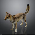 Brown And Yellow Jackal With Pointed Ears Long Tail Standing On Black Background