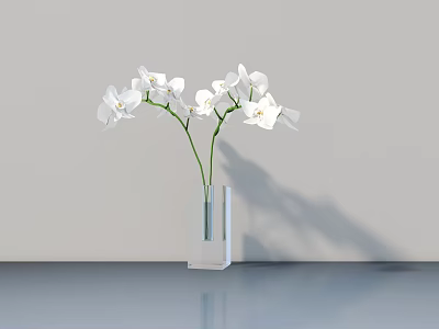 Transparent Square Vase With White Orchids On Gray Countertop And Light Gray Wall With Reflection 3d model