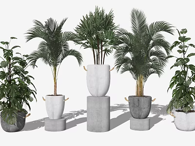 Modern Bonsai Potted Plants Featuring Palm Green Foliage In Concrete Handle Design Pedestal Pots 3d model