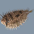 Spiky Puffer Fish Marine Life With Open Mouth And Large Eyes