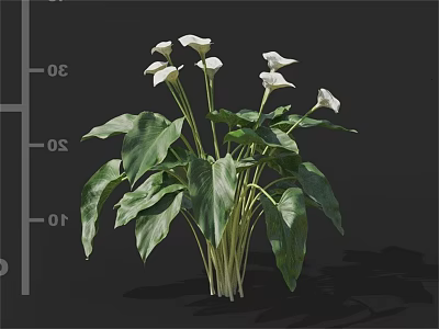 White Calla Lily Plant With Green Leaves For Indoor Decorative Purpose 3d model