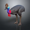 Cassowary With Brown Casque Blue Red Neck Black Body And Long Legs Standing