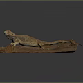 Brown Lizard Resting On Wooden Log Isolated On Dark Background 3d model