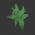 Tall Green Plant With Long Stem Green Leaves Pink Flowers And Grey Background