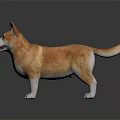 Adorable Brown And White Corgi Standing On Black Surface With Reflection 3d model