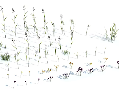 Diverse Wildflowers And Grasses In Natural Meadow With Small Blooms And Varied Heights 3d model