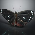 Black Butterfly With White Spotted Wings And Red Accents Against Dark Background With Reflective Surface