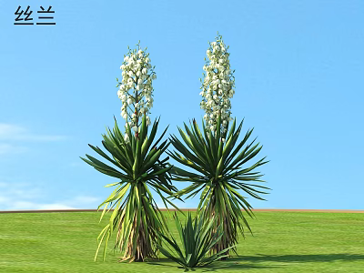Yucca Plants With White Flowers Growing On Green Grass Under Blue Sky 3d model