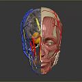 3D Rendering of Human Head Anatomy Showing Brain Muscles and Blood Vessels