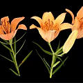 Orange Lily Flowers In Vase With Green Leaves On Black Background