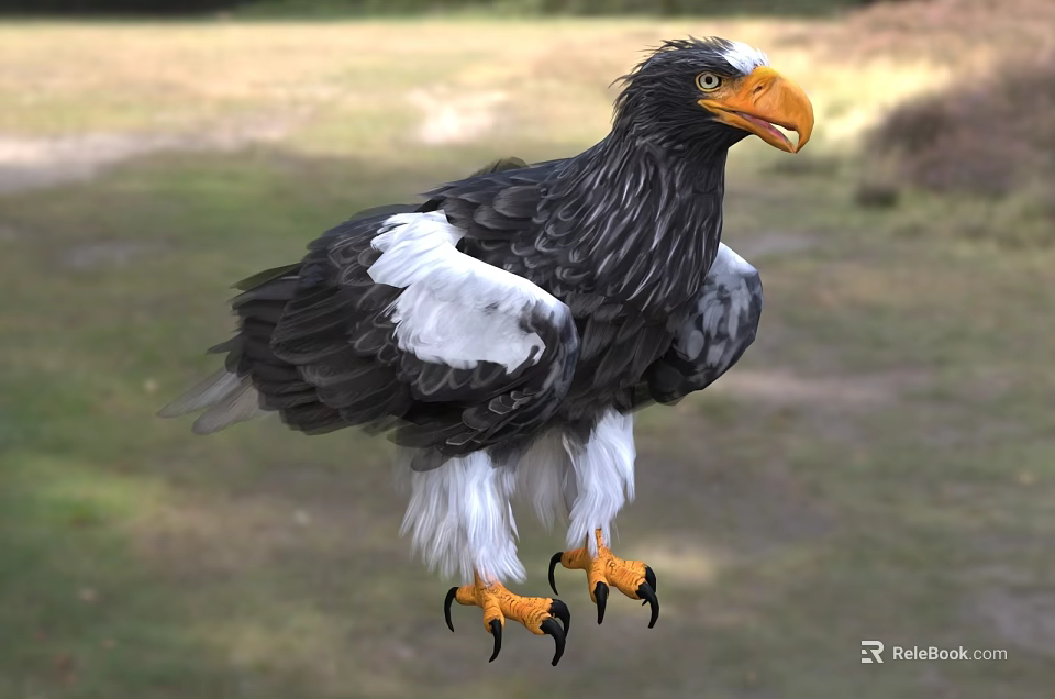 Steller's Sea Eagle With Black White Feathers Yellow Beak Orange Talons In Natural Habitat 3d model 