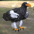 Steller's Sea Eagle With Black White Feathers Yellow Beak Orange Talons In Natural Habitat