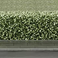 Neatly Trimmed Green Hedges Along Stone Pathway With Lush Grass in Garden Landscaping
