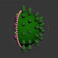 Human Hair Organ Structure With Follicle Cells And Growth Components