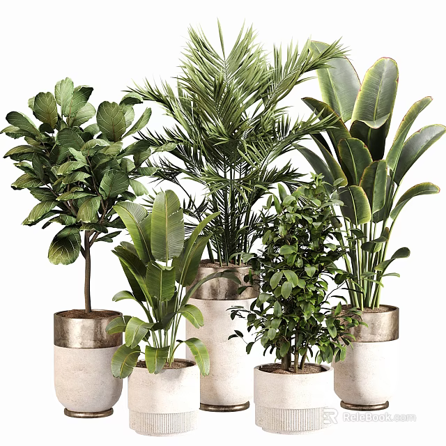 Various Bonsai Potted Plants With Lush Green Foliage In Stylish Ceramic Pots 3d model 