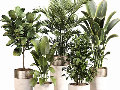 Various Bonsai Potted Plants With Lush Green Foliage In Stylish Ceramic Pots 3d model