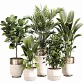 Various Bonsai Potted Plants With Lush Green Foliage In Stylish Ceramic Pots
