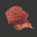 Orange Red Branched Coral Cluster As Marine Aquatic Animal With Textured Surface