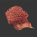 Modern Coral Red Coral White Coral Blue Coral 3d model